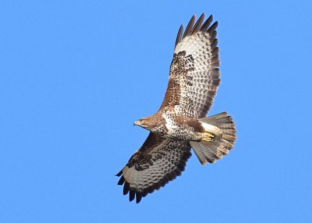 1 Buzzard 2023 02 13 Langford Lakes1