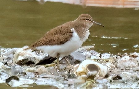 1 Common Sandpiper 2023 04 17 Langford Lakes