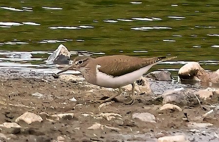 1 Common Sandpiper 2023 07 05 Langford Lakes3