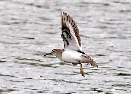 1 Common Sandpiper 2023 07 09 Langford Lakes1