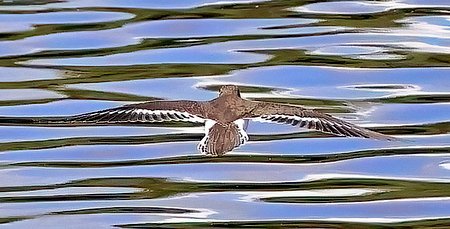 1 Common Sandpiper 2023 08 20 Langford Lakes1