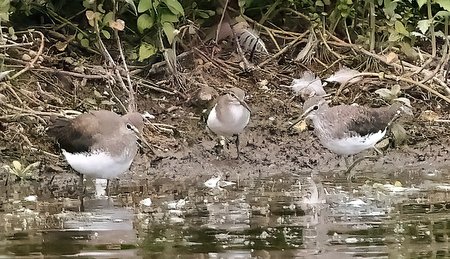 1 Common Sandpiper 2023 08 20 Langford Lakes2