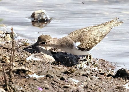 1 Common Sandpiper 2023 08 22 Langford Lakes1