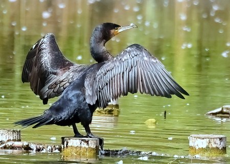 1 Cormorant 2023 08 20 Langford Lakes1