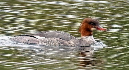 1 Goosander 2023 04 17 Langford Lakes