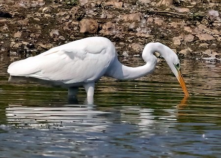 1 Great White Egret 2023 09 07 Langford Lakes3