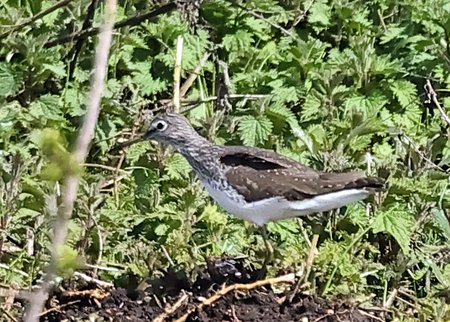 1 Green Sandpiper 2023 04 06 Langford Lakes1