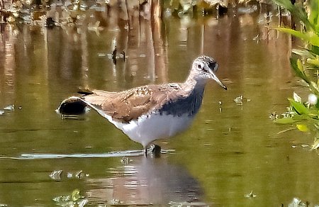 1 Green Sandpiper 2023 06 06 Langford Lakes