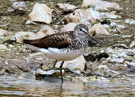 1 Green Sandpiper 2023 07 01 Langford Lakes1