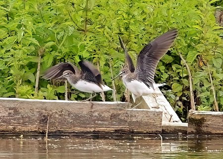 1 Green Sandpiper 2023 07 11 Langford Lakes5