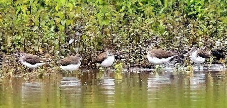 1 Green Sandpiper 2023 07 21 Langford Lakes0