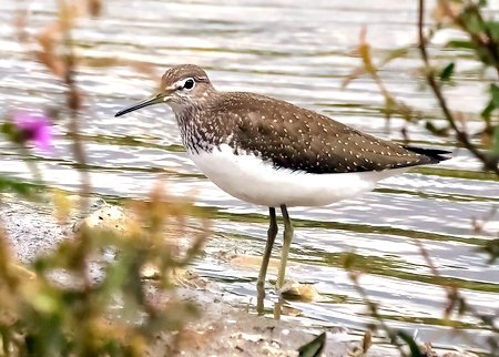 1 Green Sandpiper 2023 07 21 Langford Lakes2