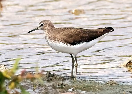 1 Green Sandpiper 2023 07 23 Langford Lakes0