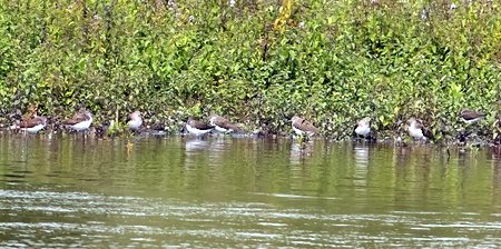 1 Green Sandpiper 2023 08 06 Langford Lakes1