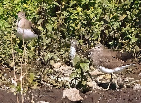 1 Green Sandpiper 2023 08 15 Langford Lakes1