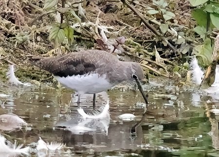 1 Green Sandpiper 2023 08 28 Langford Lakes1