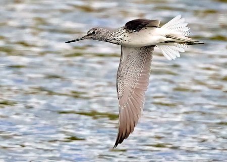 1 Greenshank 2023 07 09 Langford Lakes2