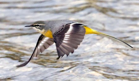 1 Grey Wagtail 2023 03 21 Langford Lakes