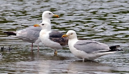 1 Herring Gull 2023 07 18 Langford Lakes1