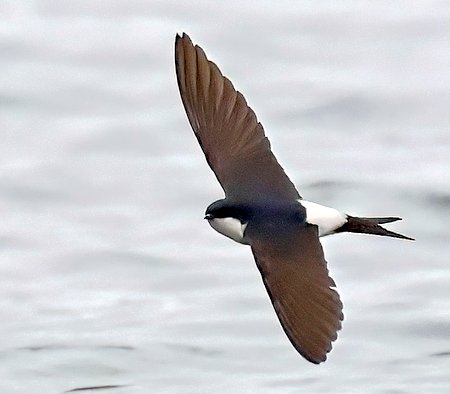 1 House Martin 2023 04 14 Langford Lakes1