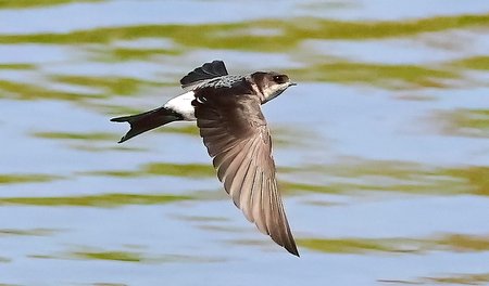 1 House Martin 2023 07 07 Langford Lakes