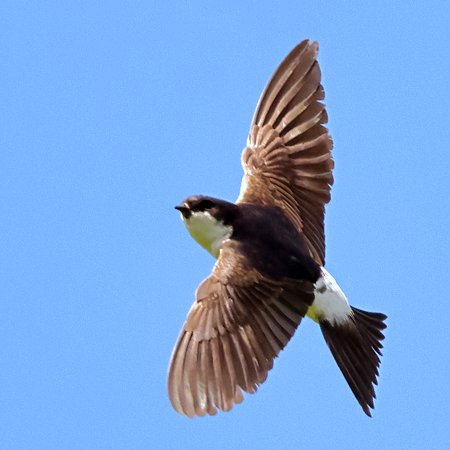 1 House Martin 2023 08 21 Gore Cross