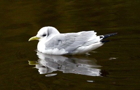 1 Kittiwake