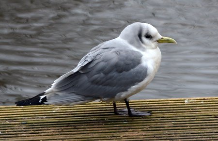 1 Kittiwake 1