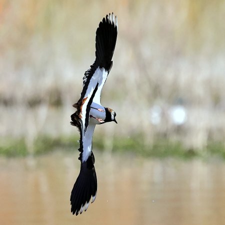 1 Lapwing 2023 03 18 Langford Lakes