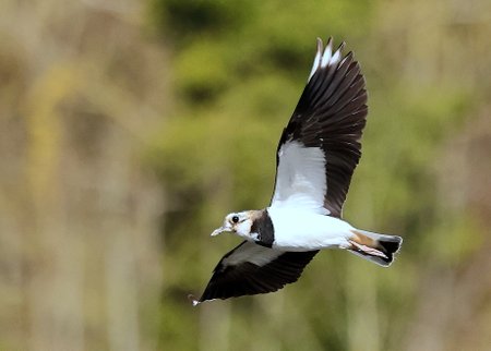 1 Lapwing 2023 03 18 Langford Lakes1