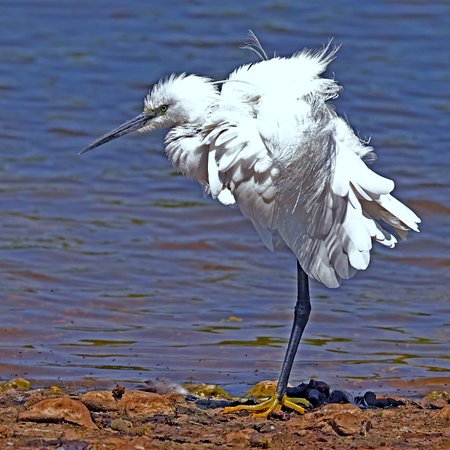 1 Little Egret 2023 06 13 Langford Lakes10