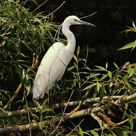 1 Little Egret 2023 06 16 Langford Lakes1