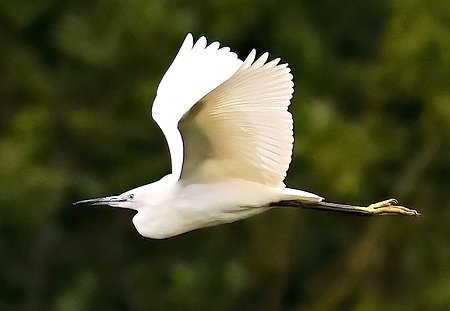 1 Little Egret 2023 07 13 Langford Lakes3