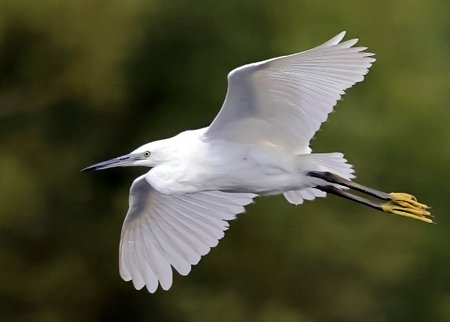 1 Little Egret 2023 08 28 Langford Lakes1