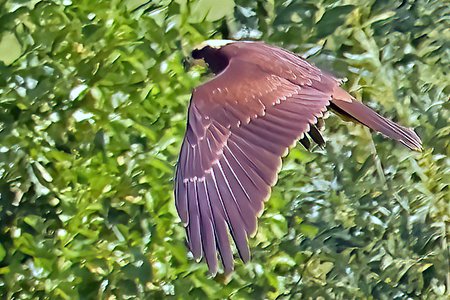 1 Marsh Harrier 2023 08 06 Langford Lakes1