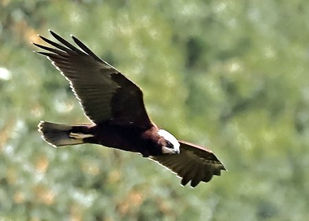 1 Marsh Harrier 2023 08 09 Langford Lakes50