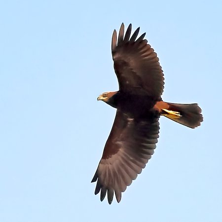 1 Marsh Harrier 2023 08 15 Langford Lakes1