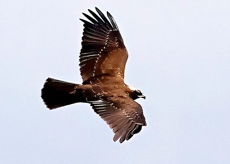 1 Marsh Harrier 2023 08 20 Langford Lakes1