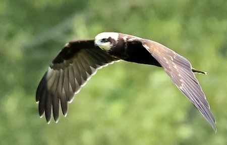 1 Marsh Harrier 2023 08 22 Langford Lakes2