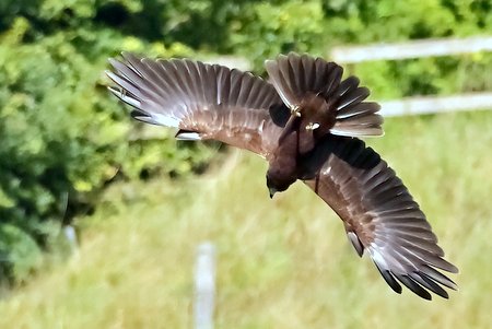 1 Marsh Harrier 2023 09 03 Langford Lakes3