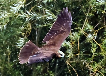 1 Marsh Harrier 2023 09 05 Langford Lakes3