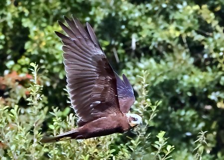 1 Marsh Harrier 2023 09 05 Langford Lakes4