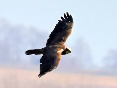 1 Marsh harrier 2023 02 06 Langford Lakes100