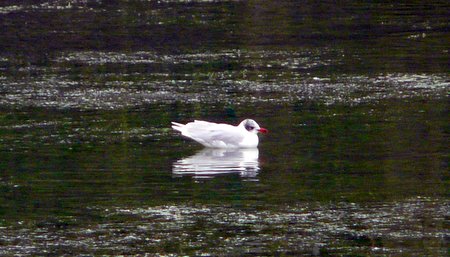 1 Med Gull 1