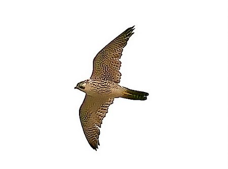 1 Peregrine 2023 07 23 Langford Lakes100