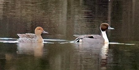 1 Pintail 2023 03 27 Langford Lakes2