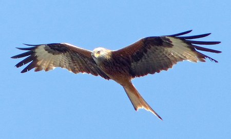 1 Red Kite