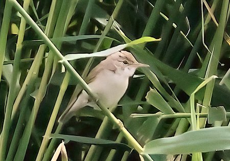 1 Reed Warbler 2023 06 12 Langford Lakes2