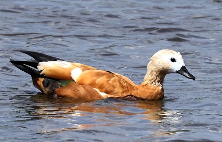 1 Ruddy Shelduck 2023 06 15 Langford Lakes2