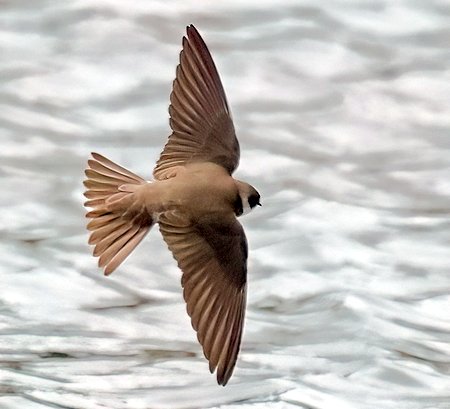 1 Sand Martin 2023 04 14 Langford Lakes2